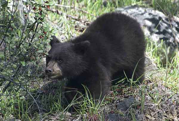 Oso Pardo - Canada 6.jpg